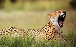 International Cheetah Day