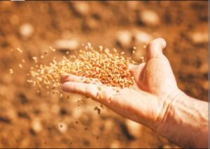 Food Grains