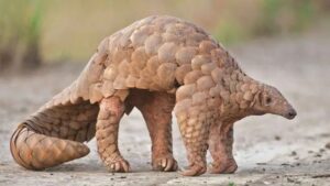 Pangolin