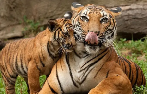 Tiger-Facts-3