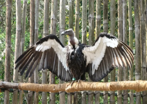 Vulture