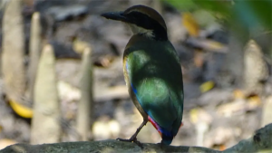 mangrovepittaback