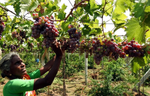 grapes-