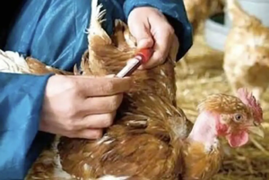 IMG_avianinfluenza-photoIICA (1)