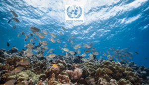 First-ever treaty to safeguard high seas marine life adopted by UN members
