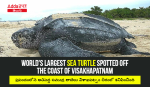 World's Largest Sea Turtle Spotted Off The Coast Of Visakhapatnam-01