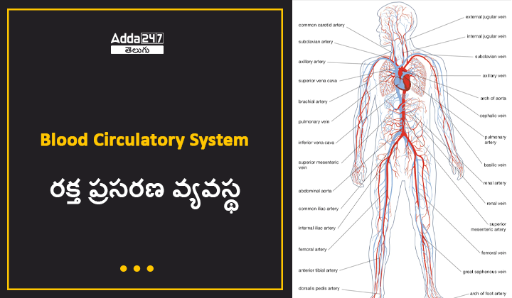 రక్త ప్రసరణ వ్యవస్థ