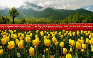 Srinagar’s Tulip Garden Enters Record Books With 1.5mn Flowers