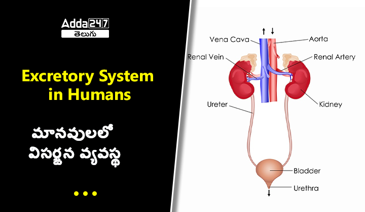 మానవులలో విసర్జన వ్యవస్థ