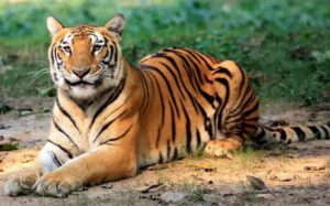 టైగర్ రిజర్వ్‌ల కోసం ప్రత్యేక టైగర్ ప్రొటెక్షన్ ఫోర్స్ ఏర్పాటుకు అరుణాచల్ ప్రదేశ్ కేబినెట్ ఆమోదం తెలిపింది