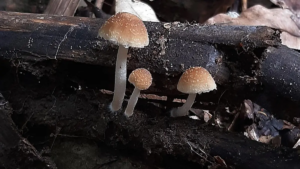 New Mushroom Species Discovered in Western Ghats 