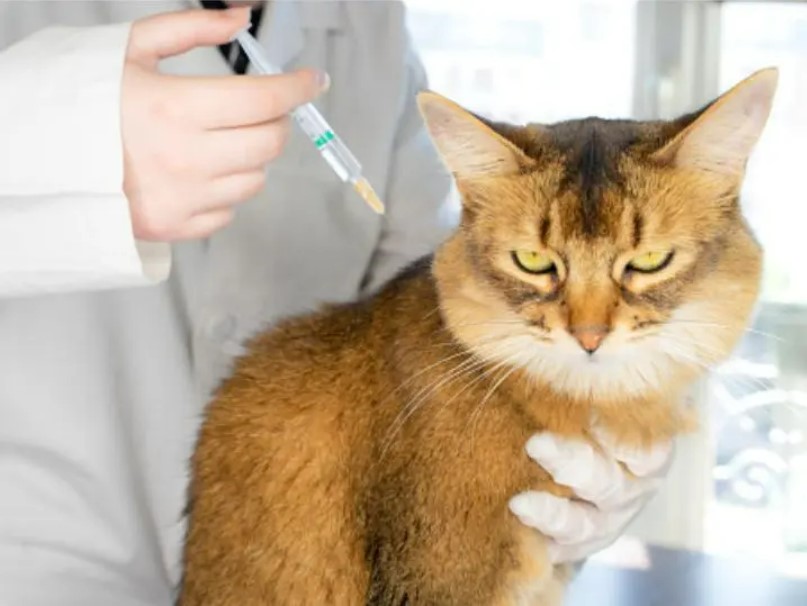 India’s first COVID-19 vaccine for animals ‘Anocovax’ launched