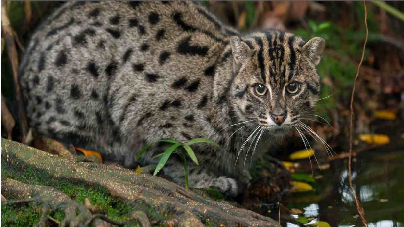 176 fishing cats discovered during a survey at Chilika Lake, making it the world’s first fishing Cat Census
