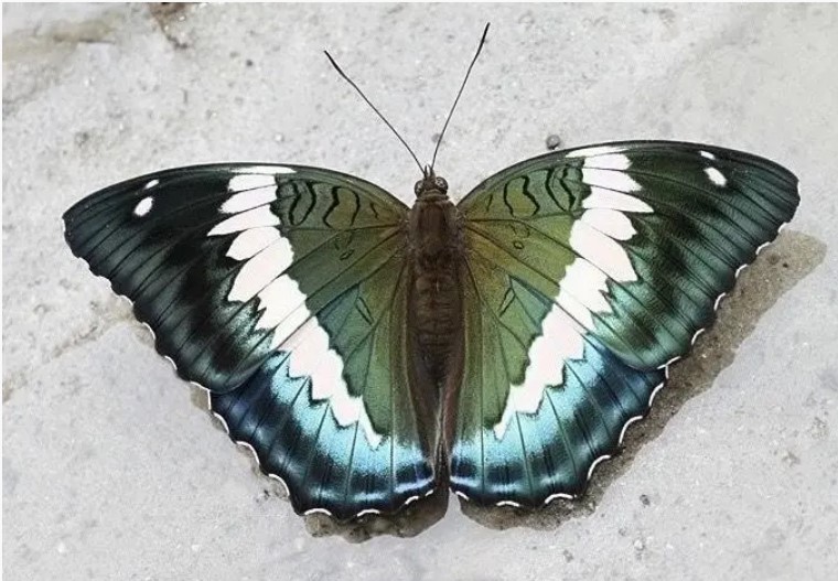 Blue Duke declared as the State Butterfly of Sikkim