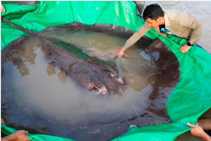Huge Stingray breaks the record for the Biggest Freshwater Fish