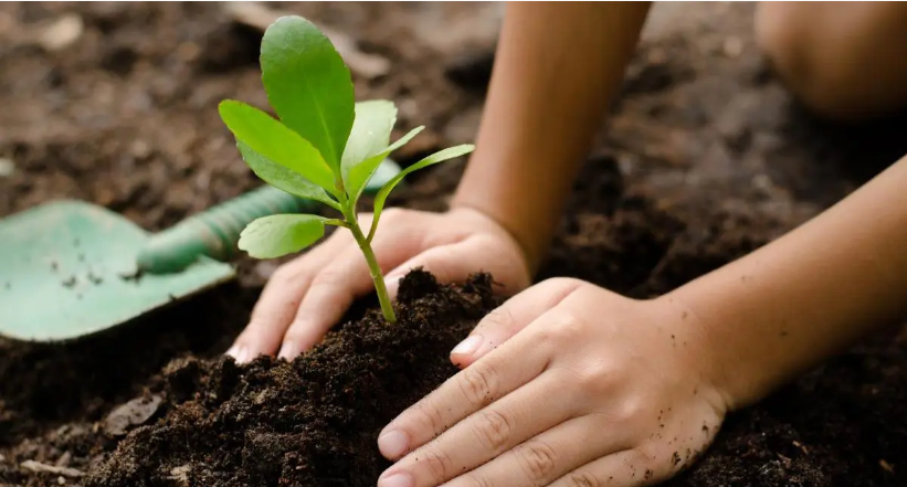 NMCG Plants 75 Saplings to Create Amrit Vatika