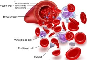 Blood Circulatory System: Blood Vessels, Human blood and Heart | रक्ताभिसरण संस्था: रक्तवाहिन्या, मानवी रक्त आणि हृदय 5 रक्त