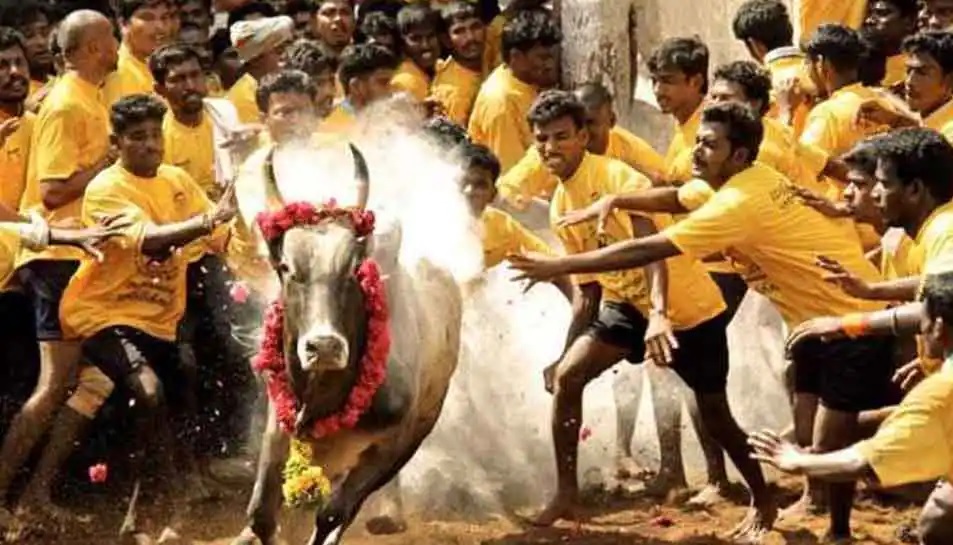 Which is the Harvest Festival of Tamil Nadu?_4.1