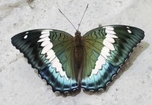 Blue Duke declared as the State Butterfly of Sikkim