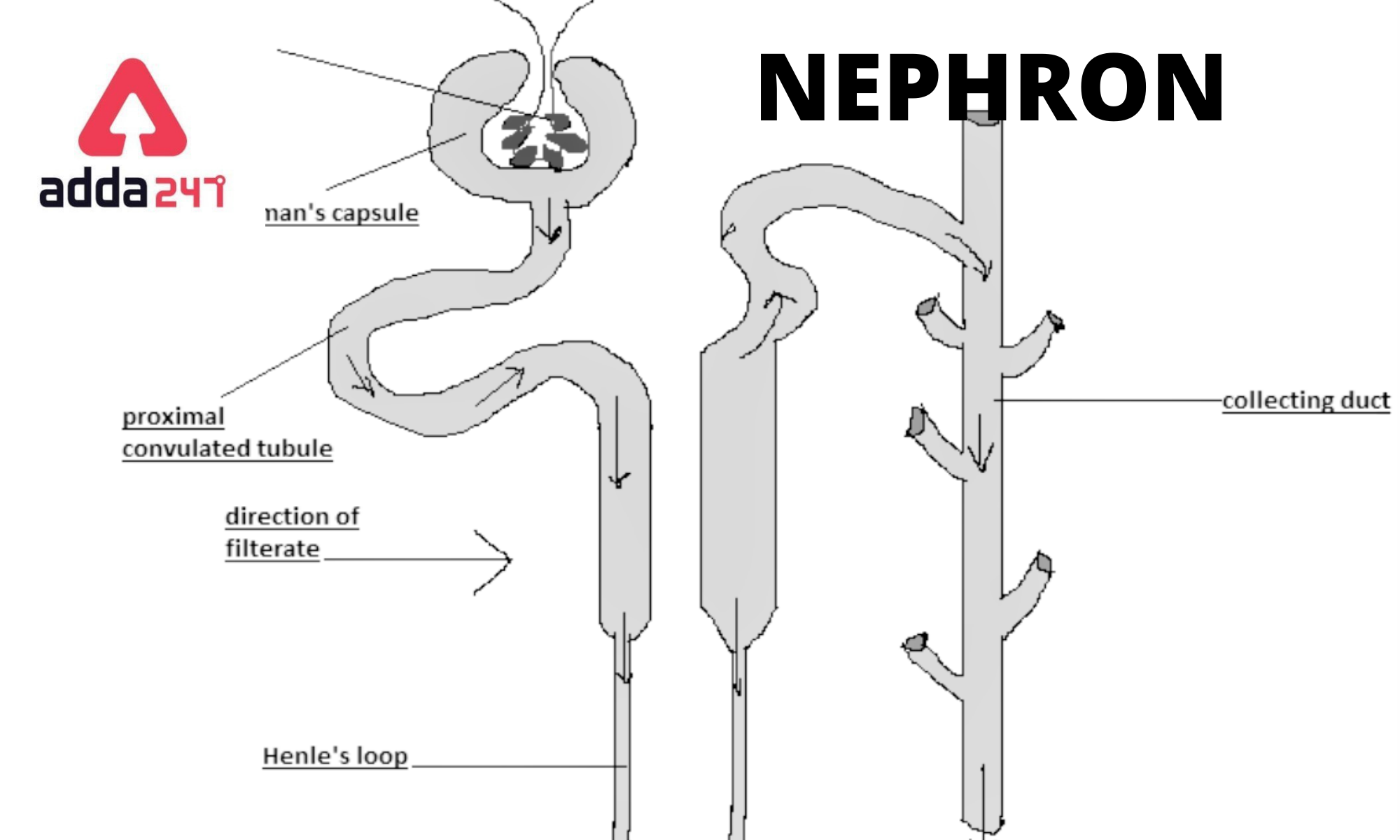 Structure of nephron diagram function for class 10