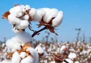 Centre announces formation of Cotton Council of India