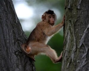 New Arunachal monkey named after Sela pass