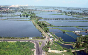 Wetlands of East Calcutta in Bengali